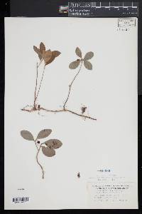 Gaultheria procumbens image