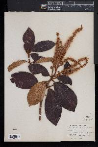 Clethra alexandri image