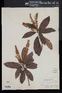 Clethra occidentalis image