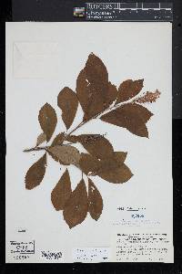 Clethra alnifolia image