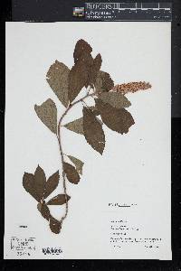 Clethra alnifolia image