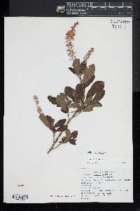 Clethra alnifolia image