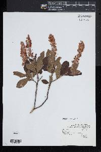 Clethra alnifolia image