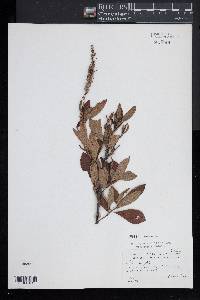 Clethra alnifolia image