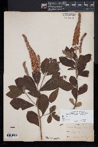 Clethra alnifolia image