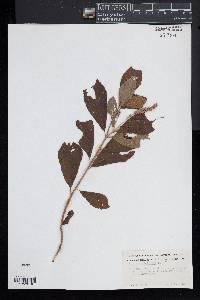 Clethra alnifolia image