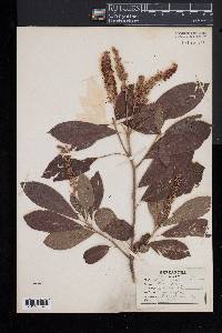 Clethra alnifolia image