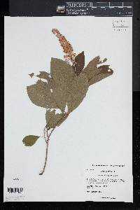 Clethra alnifolia image