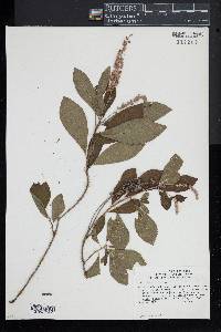 Clethra alnifolia image