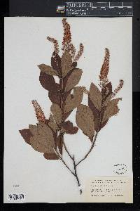 Clethra alnifolia image