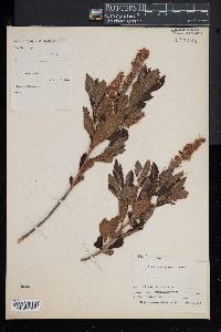 Clethra alnifolia image