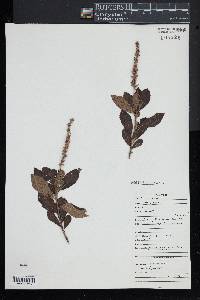 Clethra alnifolia image