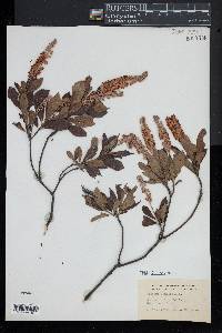 Clethra alnifolia image