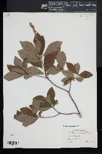 Clethra alnifolia image