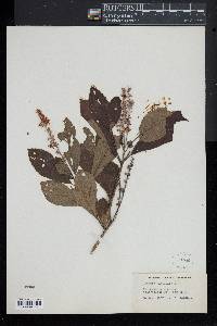 Clethra alnifolia image