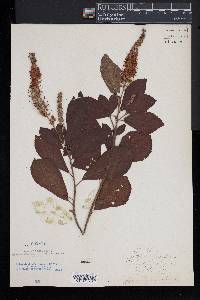 Clethra alnifolia image