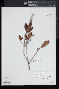 Clethra alnifolia image