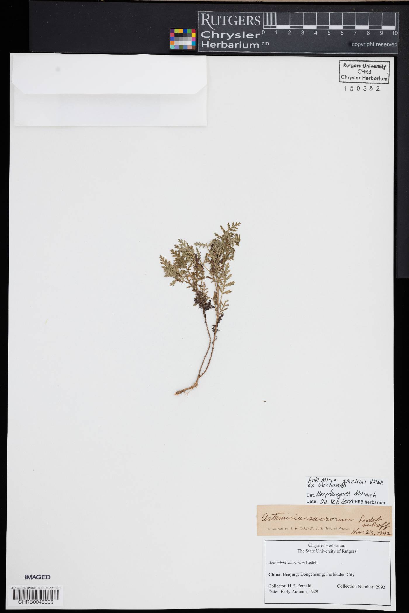 Artemisia gmelinii image