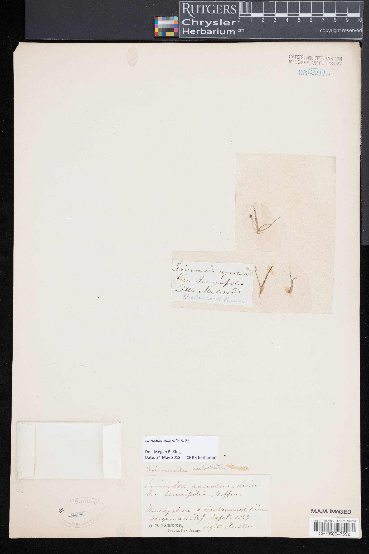 Limosella australis image