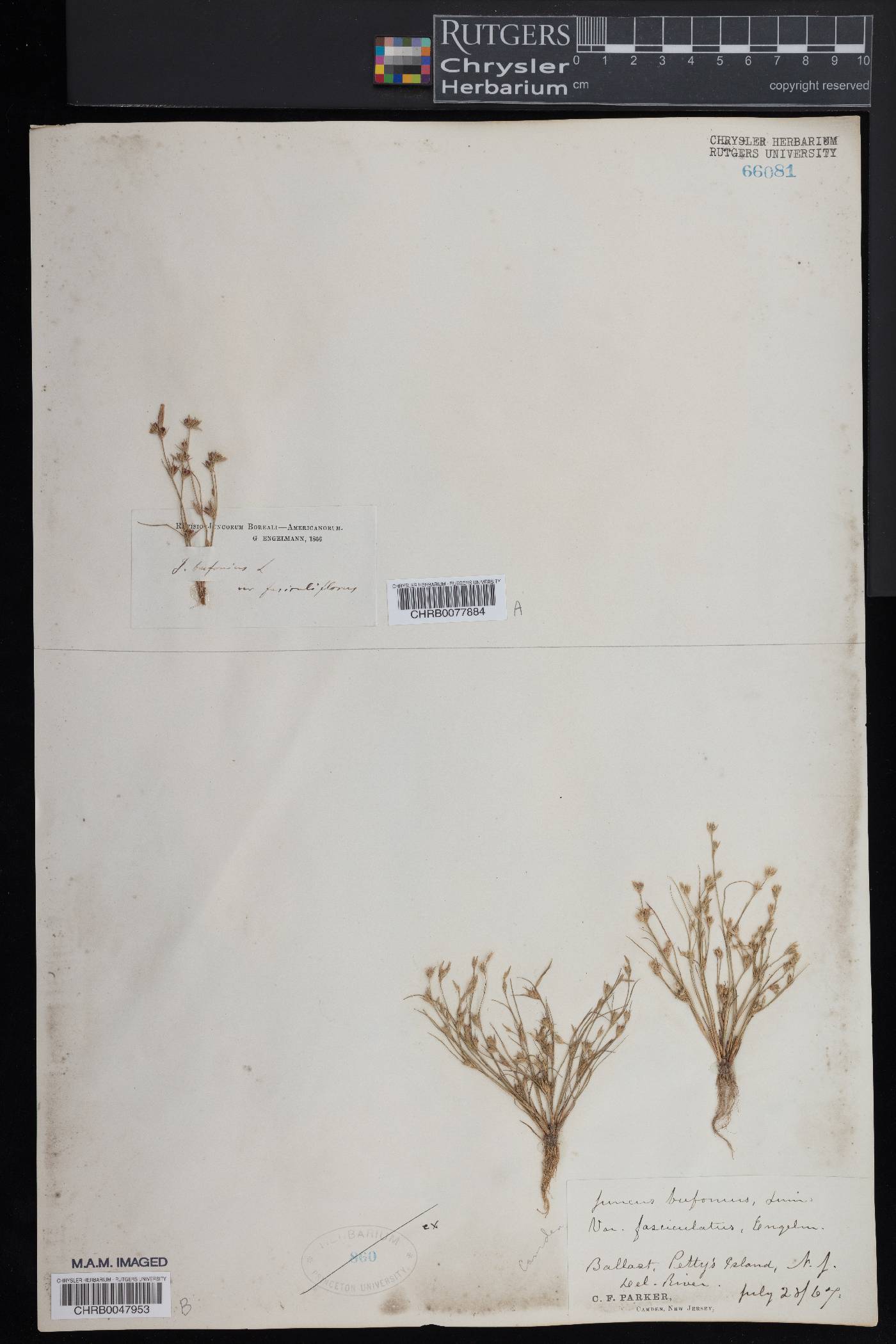 Juncus bufonius var. fasciculiflorus image