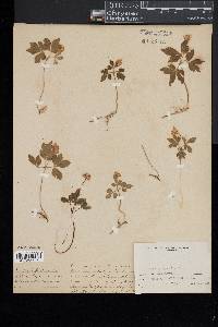 Anemone quinquefolia image
