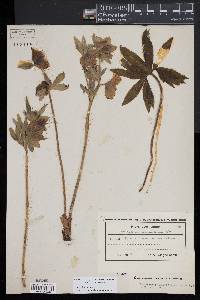 Helleborus dumetorum image