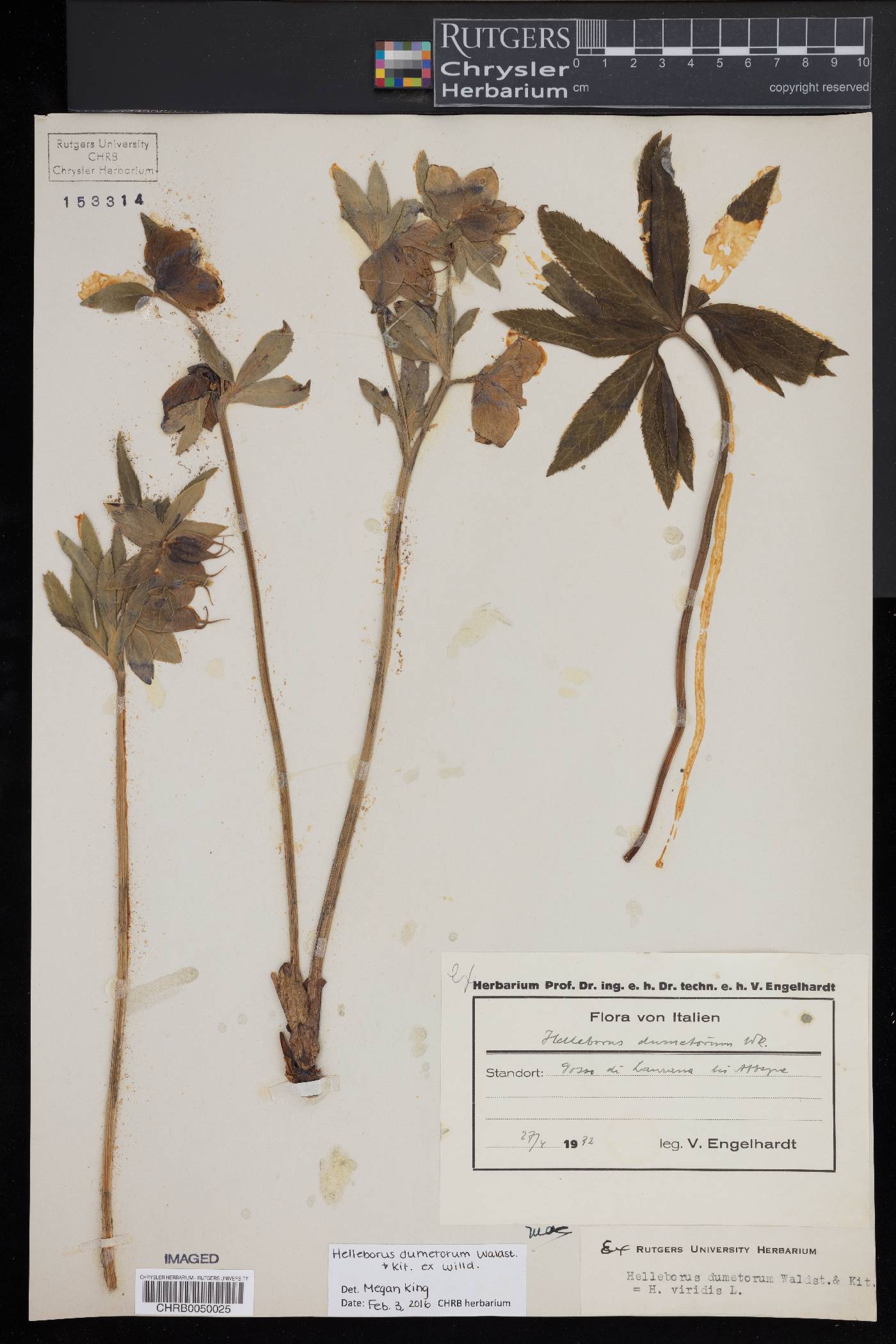 Helleborus dumetorum image