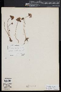 Paraquilegia anemonoides image