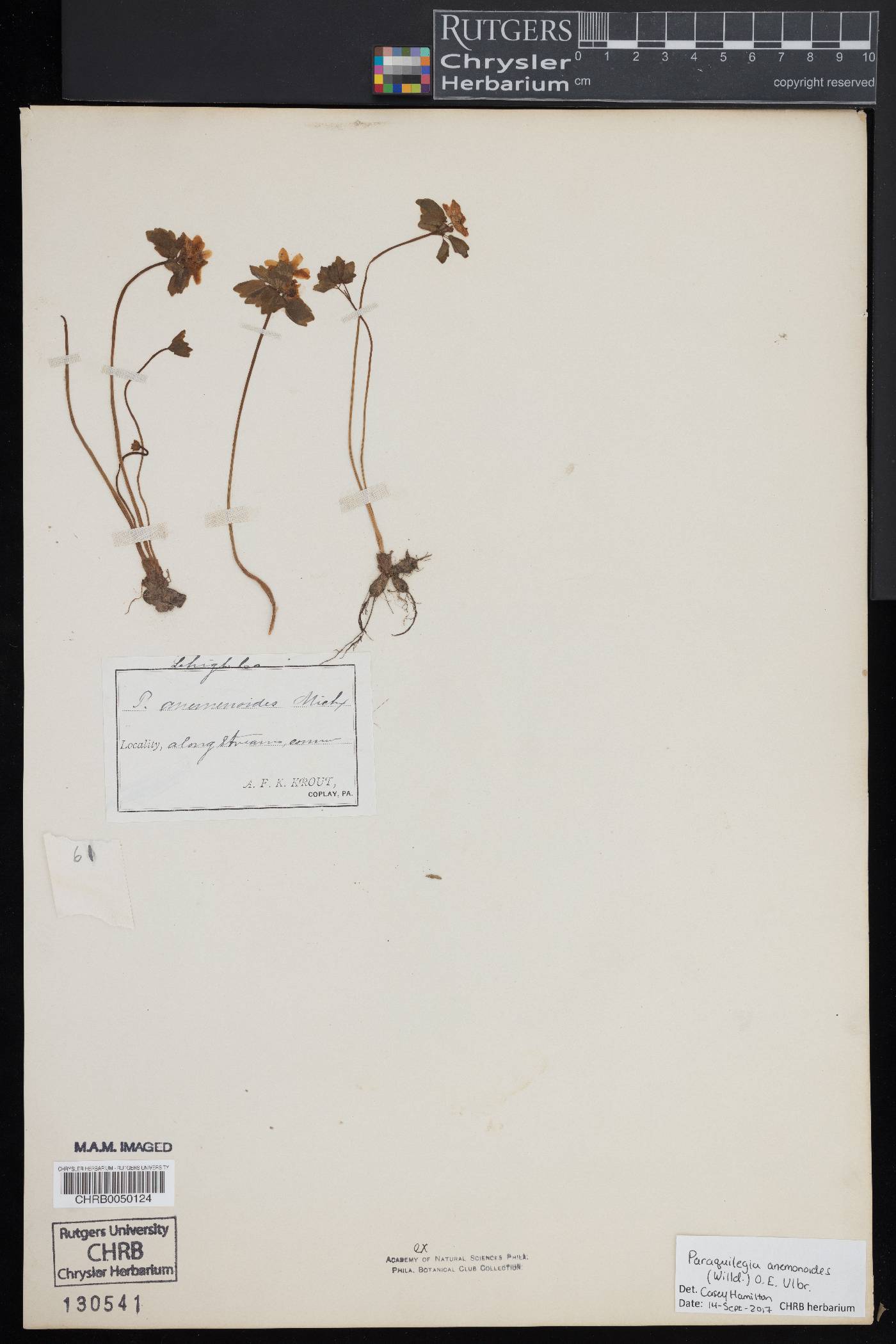 Paraquilegia anemonoides image