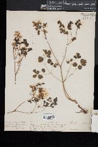 Thalictrum dioicum image