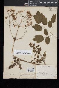 Thalictrum pubescens image