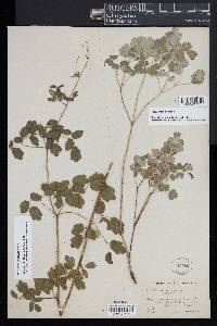 Thalictrum pubescens image