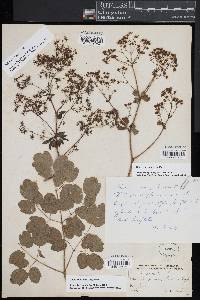 Thalictrum pubescens image