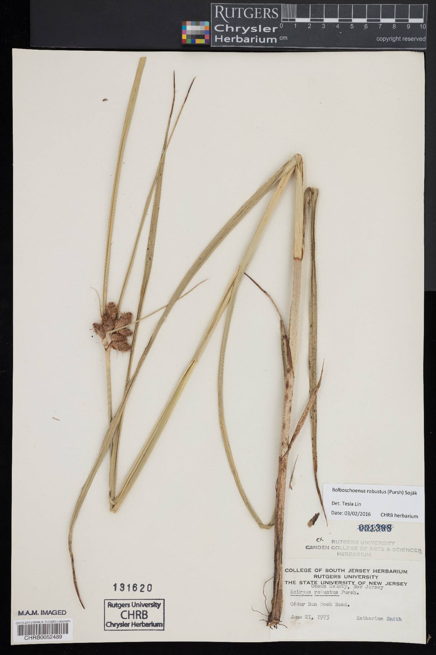 Bolboschoenus robustus image