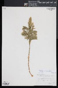 Dendrolycopodium dendroideum image