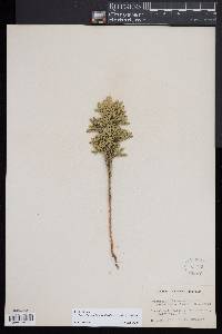 Dendrolycopodium dendroideum image