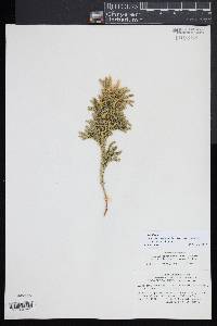 Dendrolycopodium hickeyi image