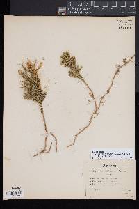 Dendrolycopodium hickeyi image