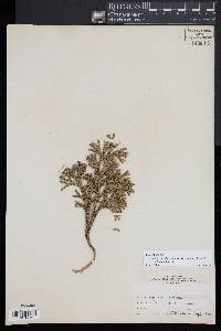 Dendrolycopodium hickeyi image