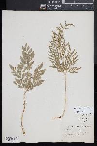 Pteris hexagona image