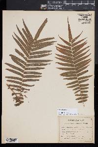 Pteris longifolia image