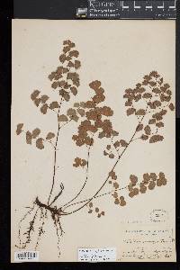 Adiantum emarginatum image