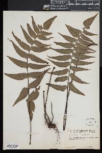 Adiantum lucidum image