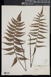 Adiantum lucidum image