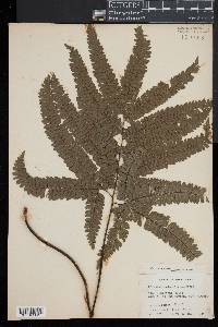 Adiantum melanoleucum image