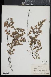 Adiantum capillus-veneris image