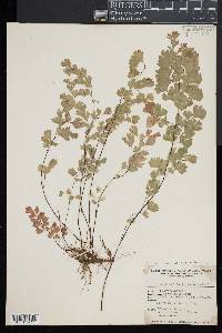 Adiantum capillus-veneris image