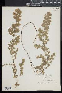 Adiantum capillus-veneris image