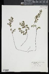 Adiantum capillus-veneris image