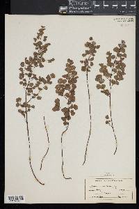 Adiantum chilense image